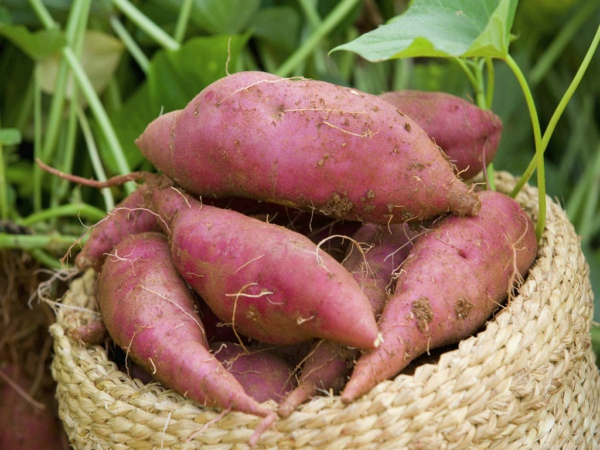 中国一批出口紫薯因农药残留被召回，多功能食品安全分析仪有什么用？
