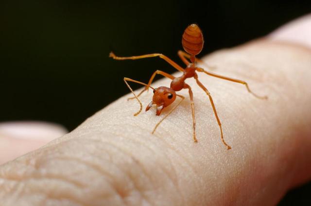 红火蚁已传播至435个县市区，靶标性诱害虫监测设备有何用？